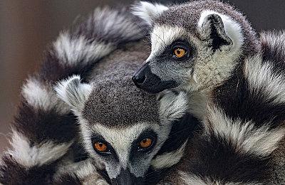 索尼：云串流比“玩到饱”类订阅服务更有价值